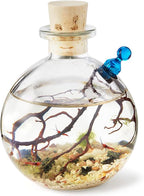 Shrimp Bubble Self-Sustaining Ecosystem - Natural. Contains Live Opae Ula Shrimp