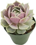 4" Live Succulent Plants Echeveria 'Lola', Easy Care Potted Succulents, Indoor Houseplant, Unique Gifts, Home Office Décor