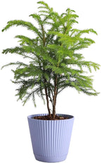 Thorsen's Greenhouse Live Norfolk Island Pine Plant, Christmas Greenery Gift or Decor, Air Purifying Premium Indoor Houseplant, Mature 4" Diameter Pot (Lavender, 4-inch Pot)