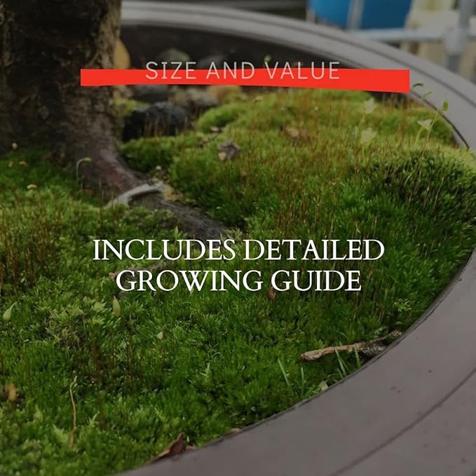 Moss Spores for Bonsai Trees - Covers Up to Three Square Feet, Bright Green Velvet Kyoto Bonsai Moss That is Weed Free, Indefinite Shelf Life