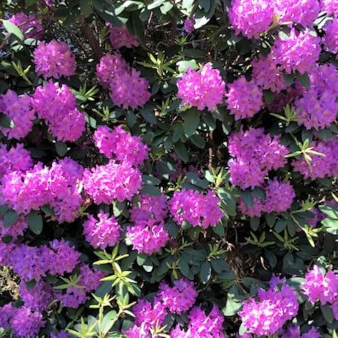 Purple Azalea Plant Live, 7 Months Old Rhododendron Like, Azalea Rhododendron Tree Flowers Plants Live Bush in Pot