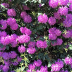 Purple Azalea Plant Live, 7 Months Old Rhododendron Like, Azalea Rhododendron Tree Flowers Plants Live Bush in Pot