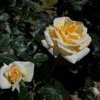 Fragrant Rose Plant Live Bush Shrub or Climbing, Old-Fashioned Roses Summer Rebloomer in 2.5 Inch Pot, Lanscape Rose Plant (Assorted) (Creamy Yellow)