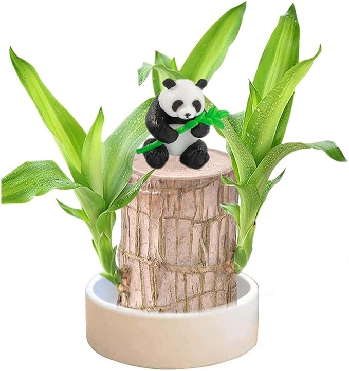 Brazilian Wood Plant Brazilian Lucky Wood Plant Indoor/Outdoor