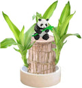 Brazilian Wood Plant Brazilian Lucky Wood Plant Indoor/Outdoor