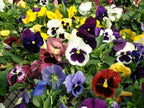 Pansy Plants Live, Mix Color Viola Flowers, Winter Hardy Garden Plants, Pack of 4