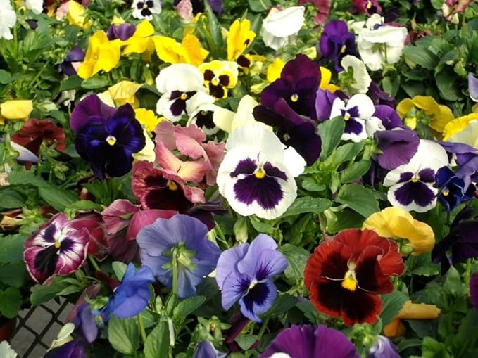 Pansy Plants Live, Mix Color Viola Flowers, Winter Hardy Garden Plants, Pack of 4