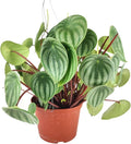 Peperomia Watermelon (6 inch) - Pet-Friendly Houseplants - Attractive Indoor Plants, Easy to Grow, Pet Safe Plants for Cats & Dogs, Ideal for Home Decor, Office & Gift