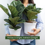 American Plant Exchange Live Fiddle Leaf Fig – 6-Inch Pot – Bold Leafy Indoor Plant for Bright Spaces