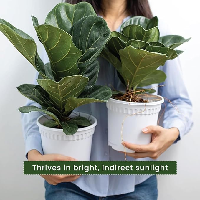 American Plant Exchange Live Fiddle Leaf Fig – 6-Inch Pot – Bold Leafy Indoor Plant for Bright Spaces