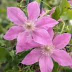 Clematis Vine Plant, Clematis Vine Plants Live in 2.5 Inch Pot, Perennial Climbing Flowers Plants Live for Outdoor Garden (Pink Flowers)