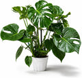 Large Monstera Deliciosa Live Plant, Monstera Plant Live, Swiss Cheese Plant, Tropical House Plant, Indoor Plant, Live Houseplants for Home Decor and Office Decor