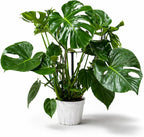 Large Monstera Deliciosa Live Plant, Monstera Plant Live, Swiss Cheese Plant, Tropical House Plant, Indoor Plant, Live Houseplants for Home Decor and Office Decor