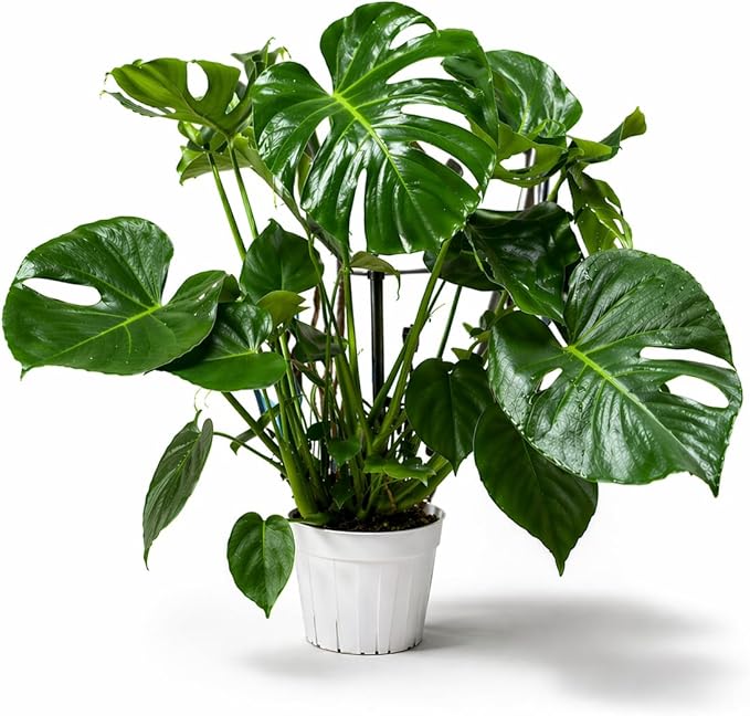 Large Monstera Deliciosa Live Plant, Monstera Plant Live, Swiss Cheese Plant, Tropical House Plant, Indoor Plant, Live Houseplants for Home Decor and Office Decor