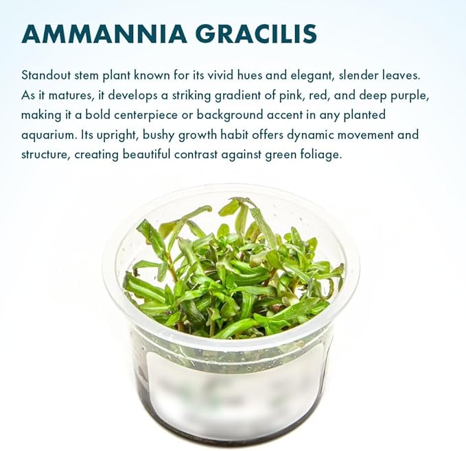 SubstrateSource Live Plant - Ammannia Gracillis Tissue Culture Aquatic Live Aquarium Plant - 100% Snail Free in Vitro Cup (Ammannia Gracillis)