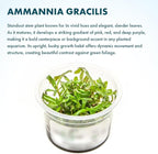 SubstrateSource Live Plant - Ammannia Gracillis Tissue Culture Aquatic Live Aquarium Plant - 100% Snail Free in Vitro Cup (Ammannia Gracillis)