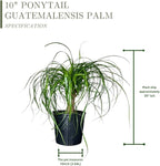 Ponytail Palm ‘Elephant’s Foot’ – 10 Inches Grower Pot – Live Indoor/Outdoor Drought-Tolerant Plant – Air Purifying, Easy Care Houseplant for Home Décor