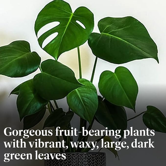 American Plant Exchange Monstera Deliciosa - Live 6-Inch Pot, Easy-Care Split Leaf Vine, Low-Maintenance Air Purifying Houseplant for Home, Office & Garden Décor