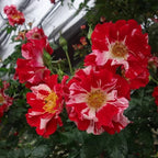 Fragrant Rose Plant Live Bush Shrub or Climbing, Old-Fashioned Roses Summer Rebloomer in 2.5 Inch Pot, Lanscape Rose Plant (Assorted) (Fourth of July)