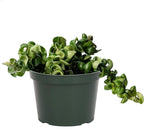 American Plant Exchange Hoya Compacta Hindu Rope, 6-Inch Pot, Live Flowering Wax Plant, Exotic Indoor Houseplant