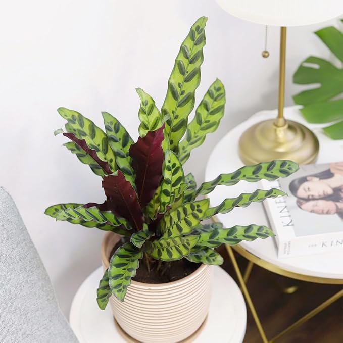 Calathea Lancifolia 'Rattlesnake' Plant (6 inch) - Pet-Friendly Houseplants - Attractive Indoor Plants, Easy to Grow, Pet Safe Plants for Cats & Dogs, Ideal for Home Decor, Office & Gift