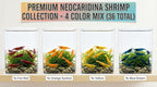 9 Red – 9 Blue - 9 Orange -9 Yellow Color Neocaridina Rainbow Live Freshwater Aquarium Shrimps for Aquarium. Young Adults Beeding Age. Live Arrival Guarantee (Pack of 36)