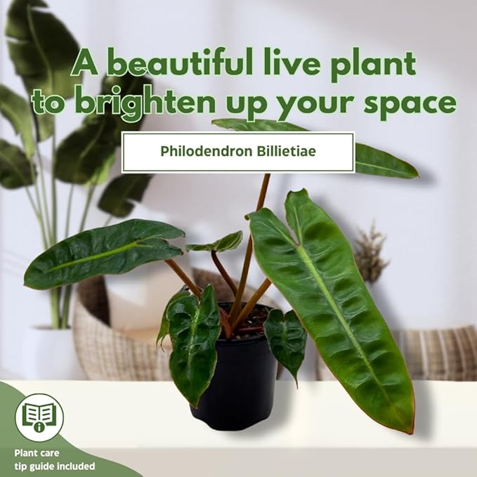 BubbleBlooms Philodendron Billietiae in a 4 inch Pot Very Rare Philo Washboard Abs Plant