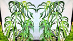 RedCrocus Monstera 'Burle Marx Flame' Indoor Plant- Unique Foliage, Bright Indirect Light, Pet Safe, Container Friendly, Perfect for Modern Decor 6" Pot