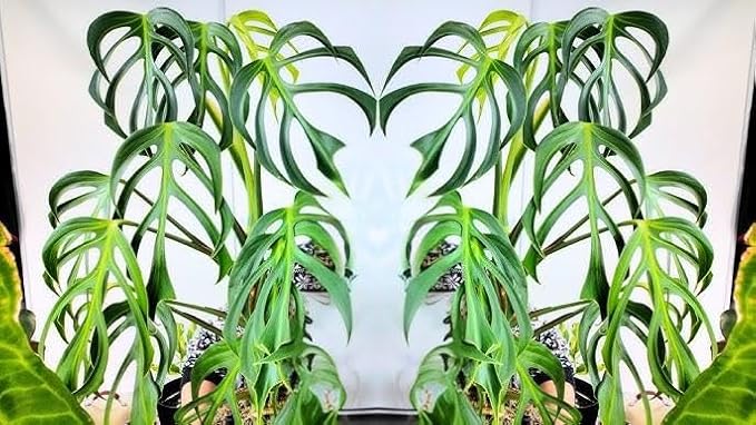 RedCrocus Monstera 'Burle Marx Flame' Indoor Plant- Unique Foliage, Bright Indirect Light, Pet Safe, Container Friendly, Perfect for Modern Decor 6" Pot