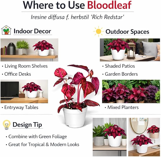 Bloodleaf ‘Rich Redstar’ – Live Plant – Vibrant Red Foliage – 2 Inch Pot – Indoor/Outdoor