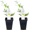 Carolina Jasmine Plant, Live Evergreen Vine, Fragrant Yellow Blooms, Fast Growing Climber for Trellis, Fences, or Arbors - Gelsemium sempervirens - 2 Cups
