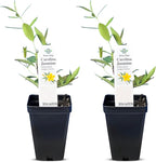 Carolina Jasmine Plant, Live Evergreen Vine, Fragrant Yellow Blooms, Fast Growing Climber for Trellis, Fences, or Arbors - Gelsemium sempervirens - 2 Cups