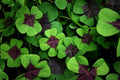 Iron Cross Shamrock Bulbs - 10 Bulbs to Plant - St. Patrick's Gift - Iron Cross Shamrocks - Fast Growing Year Round Color Indoors or Outdoors - Oxalis Shamrock Bulbs - Unique Four-Leaf Foliage