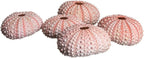 Nautical Crush Trading Sea Urchins Shells for Air Plants - 5 Pink (1-2") Sea Urchin Shells - Hanging Air Plant Holder - Air Plants Live Holders - No Plants Included
