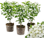 3 Blooming Jasmine Plants, Maid of Orleans Sambac Jasmine Live Plants, 4 to 6 Inc Tall, Jasmine Plants Live, Jasmine Well Rooted