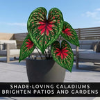 Spicy Lizard Caladium Bulbs for Planting – Colorful Tropical Foliage Plants – Shade Loving Indoor Houseplants for Containers, Patio & Garden Decor (10 Bulbs)