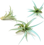 Light Blue Colorful Tillandsia Air Plants -Long Lasting Color Enhanced Live Tillandsia Succulent House Plants - Home and Garden Decor -Easy Care Indoor/Outdoor Plants (Brachycaulos Abdita, Pack of 3)