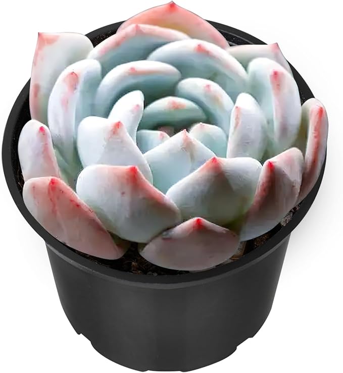 Sprout N Green Echeveria Ice Green sp., Live Rare Succulent Potted 2" Planter, Real House Plant for Party Favors Home Indoor Outdoor Garden Wedding Decoration DIY Projects