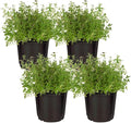 Live Aromatic and Edible Herb - Thyme (4 Per Pack) - Reduces Stress and Anxiety - 6" Tall by 4" Wide