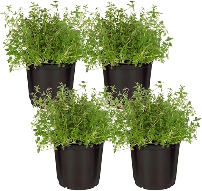 Live Aromatic and Edible Herb - Thyme (4 Per Pack) - Reduces Stress and Anxiety - 6" Tall by 4" Wide
