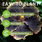 30+ Perennial Black Hibiscus Flower Seed to Plant Outdoor-Tropical Exotic Plant Garden Seeds Non-GMO Heirloom