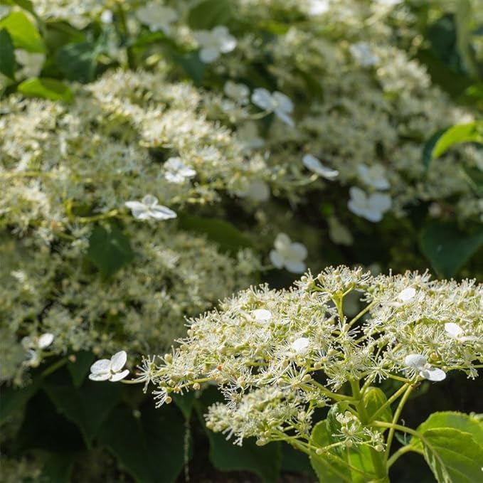 Brighter Blooms - Climbing Hydrangea, 2 Gallon - No Shipping to AK, AZ, HI