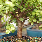 Brussel's Bonsai Live Dwarf Jade Bonsai Tree, Indoor - Medium, 4 Years Old, 8 to 12 Inches Tall - Decorative Water Bonsai Pot with Bonsai Tray