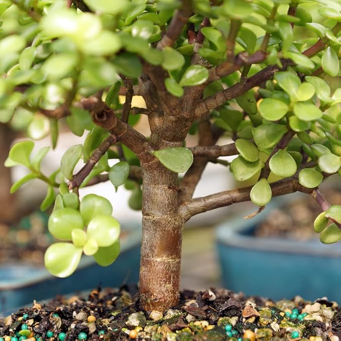 Brussel's Bonsai Live Dwarf Jade Bonsai Tree, Indoor - Medium, 4 Years Old, 8 to 12 Inches Tall - Decorative Water Bonsai Pot with Bonsai Tray