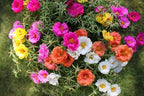 200+ Mix Moss Rose Seeds Portulaca Grandiflora Vietnam Rose Colorful Flowers Seeds Heirloom Succulent Ground Cover Flower