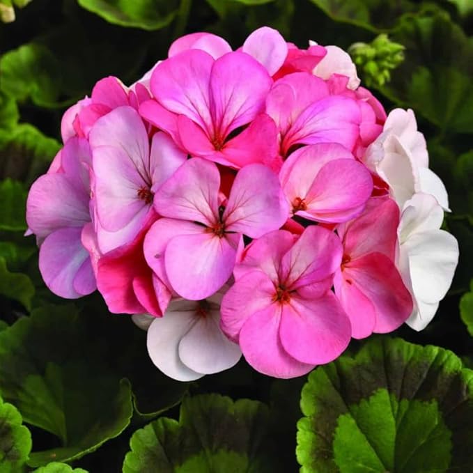 Set 2 Geranium Plants Live, 4-9 Inches Tall, Hardy Flowering Geraniums for Garden or Pots, Fragrant Perennial Blooms (Pink Geranium)