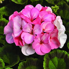 Set 2 Geranium Plants Live, 4-9 Inches Tall, Hardy Flowering Geraniums for Garden or Pots, Fragrant Perennial Blooms (Pink Geranium)