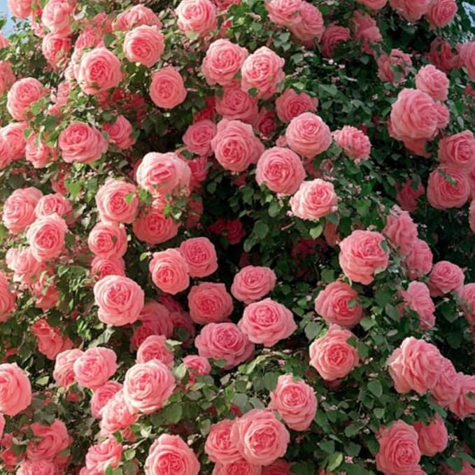 Deep Pink Climbing Roses Live Plants 7 Months Old, Rose Bushes Ready to Plant 5-9" Tall, Very Fragrant, Can Grow As Climber or Bush Tree or Trellises, Walls, Fences