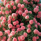 Deep Pink Climbing Roses Live Plants 7 Months Old, Rose Bushes Ready to Plant 5-9" Tall, Very Fragrant, Can Grow As Climber or Bush Tree or Trellises, Walls, Fences