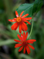 Mexican Flame Vine Live Plants | Pack of 2 (Two) | 5-9" Tall | Senecio Confusus | Orange Glow Vine | Fast-Growing Climbing Monarch Butterfly Magnet | Heat Tolerant Trellis & Fence Cover